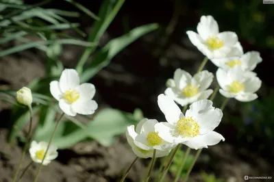 Анемона (лат. Anemone). Фотограф КарОл