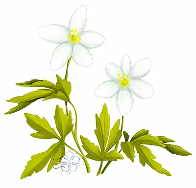 Купить Анемона лесная (ветреница лесная) (Anemone sylvestris) от 399 руб. в  интернет-магазине Архиленд с доставкой почтой по Москве и в регионы