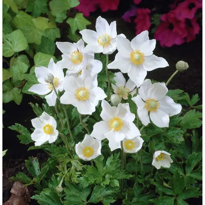 Ветреница лютиковая, Анемона — Anemone ranunculoides 3 — Freeimage.host