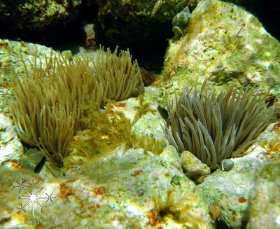 Bubble Anemone Entacmaea quadricolor Анемония