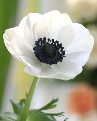Картинки по запросу белый анемон | White anemone flower, Flower seeds,  Beautiful flowers