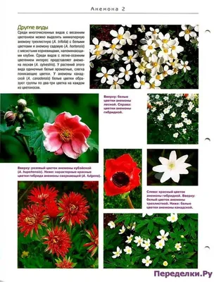 Цветы из ткани анемоны белые Pastel АБ0001 | Rucodelieshop