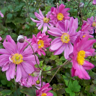 Анемона японская (Anemone japonica) - купить саженцы в Минске и Беларуси