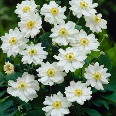 Анемона японская Whirlwind - Анемона - GardenPlants