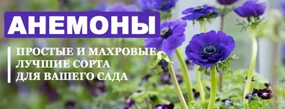 Анемона японская \"Whirlwind\" купить в питомнике растений с доставкой по  Самаре и Самарской области, рассада, выращивание, посадка и уход