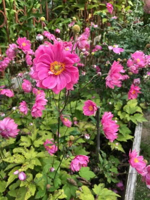 Anemone х hybrida 'Whirlwind', Анемона японская 'Велвинд'|landshaft.info