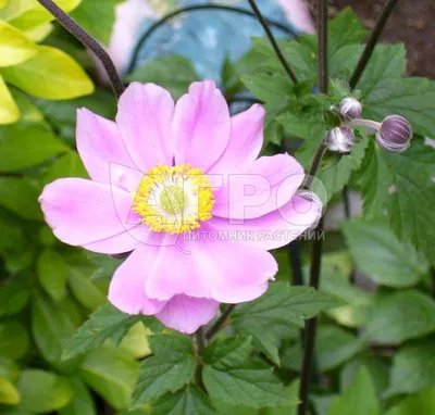 Анемона японская Andrea Atkinson - Анемона - GardenPlants