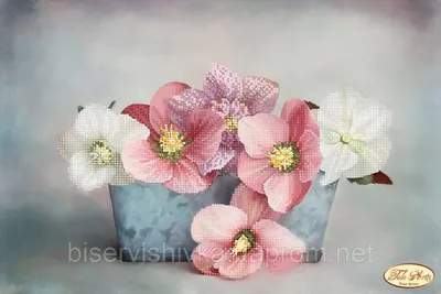 Анемона японская (Anemone japonica)*