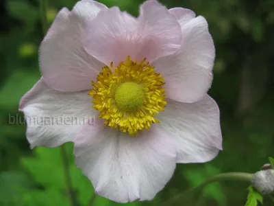 Китайский Анемон Или Японские Цветы Анемона Anemone Hupehensis Japonica —  стоковые фотографии и другие картинки Анемона - iStock