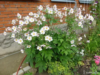 Анемона японская (ANEMONE JAPONICA), саженец (ID#1245963410), цена: 55 ₴,  купить на Prom.ua
