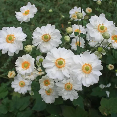 Анемона японская Маргарет (Anemone hybrida Margarete) — Питомник Летний сад