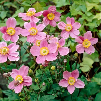 Анемона японская September Charm - Анемона - GardenPlants