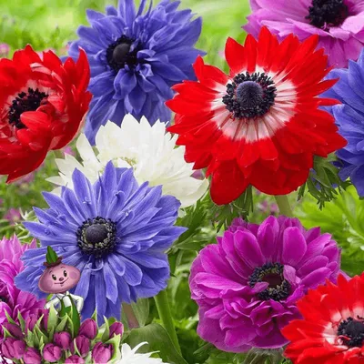 Луковицы Анемона Chipollino flowers купить по выгодной цене в  интернет-магазине OZON (462300381)