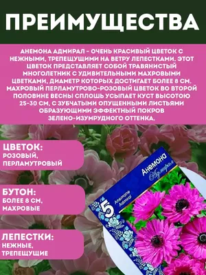 Луковицы Анемона купить по выгодной цене в интернет-магазине OZON  (641478834)