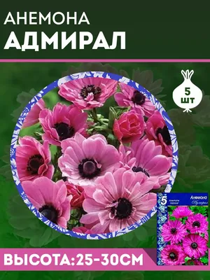 Анемона луковицы St. Brigit цвета микс Flora Fantastica 15 шт/уп в интернет  магазине Украфлора