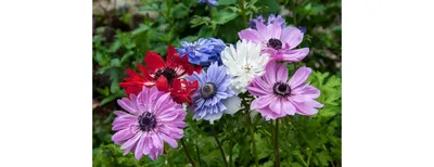 Анемона корончатая Мистер Фокер (Anemone coronaria Mr. Fokker) - Луковицы  анемонов - купить недорого анемонов в Москве в интернет-магазине \"Сад вашей  мечты\"