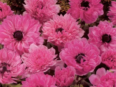 Купить анемона корончатая де каен (anemone coronaria de caen mixed), смесь  7 шт по цене 210 руб. в интернет магазине \"Первые Семена\"