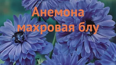 Поиск Саженец Анемона махровая Блу 10 шт. купить в Нур-Султане (Астане),  цена в интернет-магазине