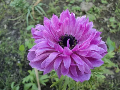 Анемона корончатая Лорд Лейтенант (Anemone coronaria Lord Lieutenant) -  Луковицы анемонов - купить недорого анемонов в Москве в интернет-магазине  \"Сад вашей мечты\"