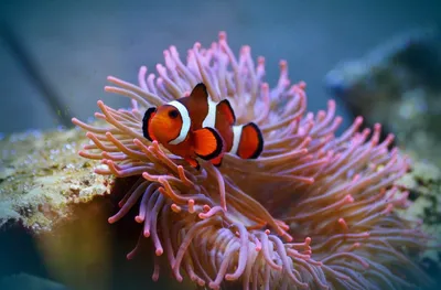 Морские анемоны, разноцветные, кораллы…» — создано в Шедевруме
