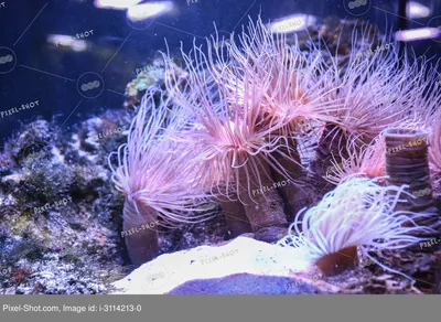 Розовые Морские Анемоны — стоковые фотографии и другие картинки Морской  анемон - Морской анемон, Под водой, Ванкувер - Канада - iStock