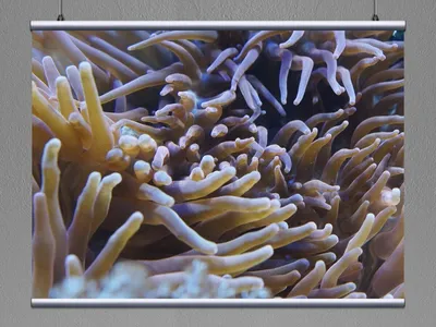 Морские анемоны в прекрасном аквариуме :: Стоковая фотография :: Pixel-Shot  Studio