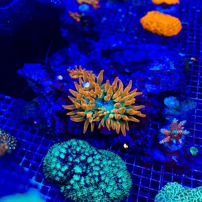 Купить Декор для аквариума в форме гриба, милые подводные коралловые  искусственные анемоны, морские растения, украшения | Joom
