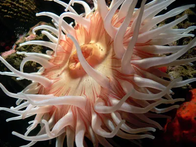 Морские анемоны, разноцветные, красиво…» — создано в Шедевруме