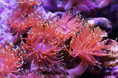 На что способны морские обитатели. Чем питаются анемоны или кормление  пузырчатой актинии. - YouTube