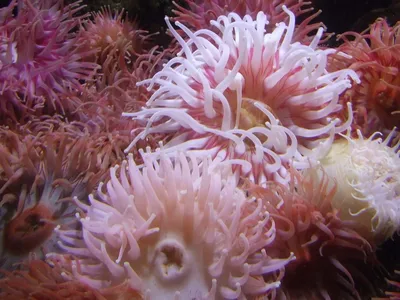 морские анемоны стоковое изображение. изображение насчитывающей цвет -  241080473
