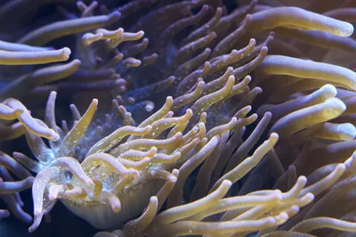 Дайвинг на Бали. Интересные факты: Морские анемоны и рыбы-клоуны » Дайвинг  на Бали / Dive guide in the bali