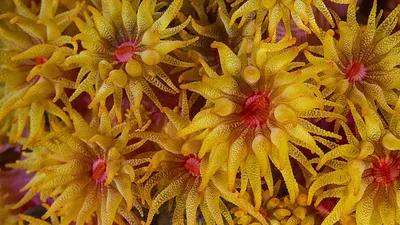 Декор для аквариума в форме гриба, милые подводные коралловые искусственные  анемоны, морские растения, украшения – лучшие товары в онлайн-магазине Джум  Гик
