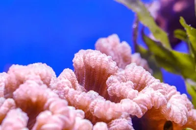 совокупные морские анемоны стоковое фото. изображение насчитывающей природа  - 254558706