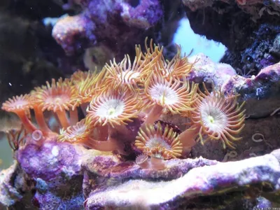 Декорация для аквариума Deming Морские анемоны разноцветные