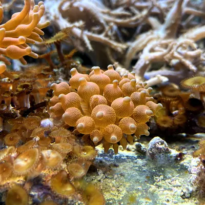 Морские анемоны на морском дне в аквариуме | Премиум Фото