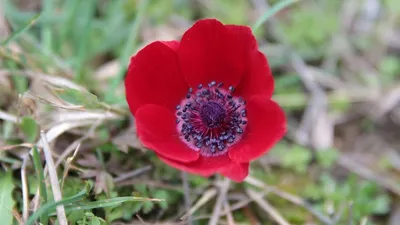Цветок анемона: посадка и уход в открытом грунте