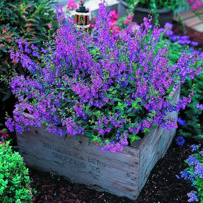Angelonia | Flower garden, Garden inspiration, Plants