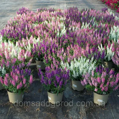 Ангелония | Angelonia Serenita PanAmerican (100 / 1000): продажа, цена в  Днепропетровской области. Семена и клубни трав и цветов от \"Інтернет  магазин для фермера та агронома. Все для присадибної ділянки, саду та  дому.\" - 1512918070