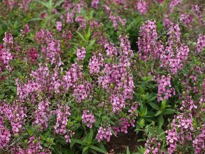 Ангелония иволистная (Angelonia salicariifolia) - PictureThis