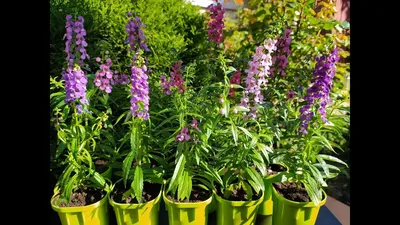 Купить семена Ангелония Serenita Рurple F1 узколистная 3др. в  интернет-магазине недорого с доставкой - Интернет-магазин «СЕМЕНА ТУТ»