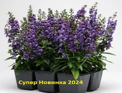 Ангелония - Форум цветоводов Фрау Флора