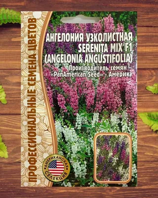 Ангелония \"Angelonia\" купить по цене цена по запросу от питомника саженцев  и растений Центросад | Фото и консультация по уходу
