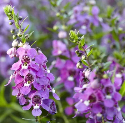 Angelonia Angelos Ангелония