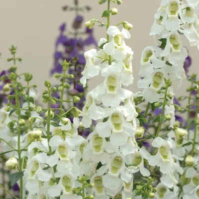 Angelonia Angelos Ангелония