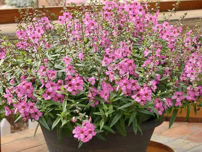 Ангелония узколистная (Angelonia angustifolia) - PictureThis