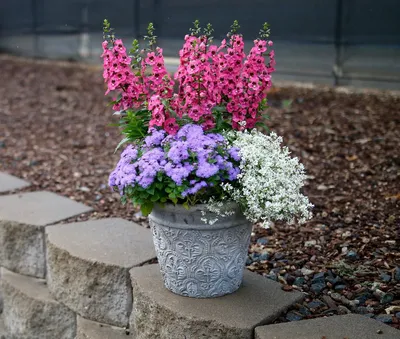 Ангелония узколистная Серенита смесь Angelonia angustifolia Serenita  Mixture - купить семена цветов с доставкой по Украине в магазине Добродар