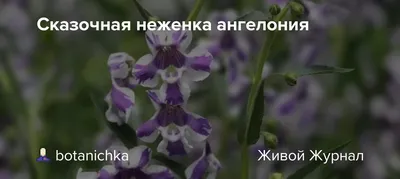Купить семена Ангелония F1 Серенита фиолетовая 3шт Дом Семян в  интернет-магазине недорого с доставкой - Интернет-магазин «СЕМЕНА ТУТ»