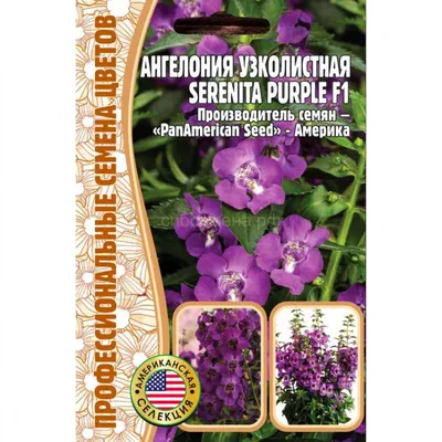 Ангелония узколистная Серенита парпл - Serenita Рurple (Редкие) — Семена  для Сибири