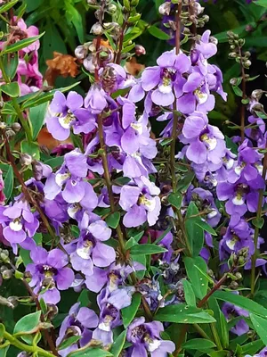 Семена Ангелония Узколистная Serenita Purple F1, купить