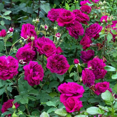 Английская парковая роза фото фотографии